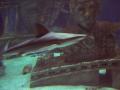 gal/Disneyland_Resort_Paris/sealife/_thb_101_0045.JPG