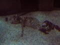 gal/Disneyland_Resort_Paris/sealife/_thb_101_0047.JPG