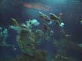 gal/Disneyland_Resort_Paris/sealife/_thb_101_0055.JPG