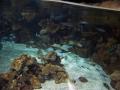 gal/Disneyland_Resort_Paris/sealife/_thb_101_0058.JPG