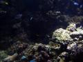 gal/Disneyland_Resort_Paris/sealife/_thb_101_0059.JPG