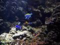 gal/Disneyland_Resort_Paris/sealife/_thb_101_0060.JPG