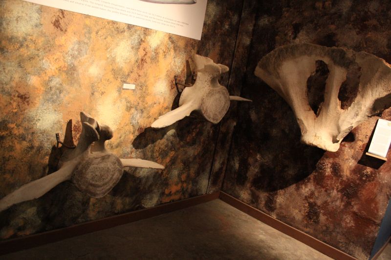gal/Iceland/Husavik/Husavik_Whale_Museum/Iceland_Husavik_whale_museum11.jpg