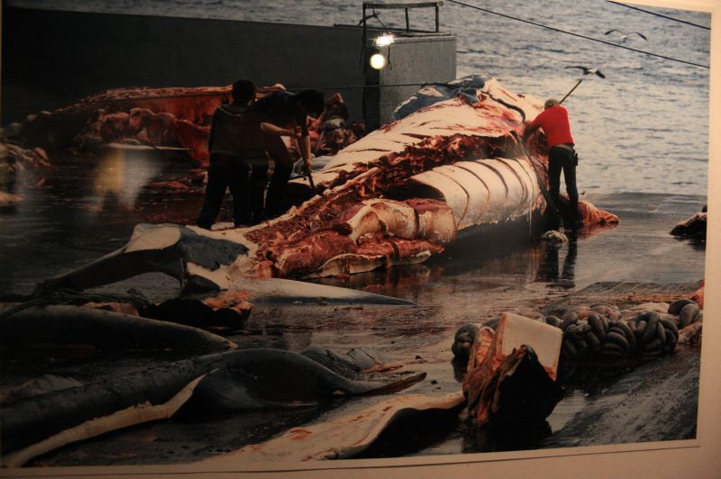 gal/Iceland/Husavik/Husavik_Whale_Museum/Iceland_Husavik_whale_museum19.jpg