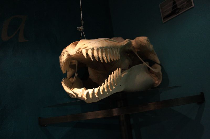 gal/Iceland/Husavik/Husavik_Whale_Museum/Iceland_Husavik_whale_museum24.jpg