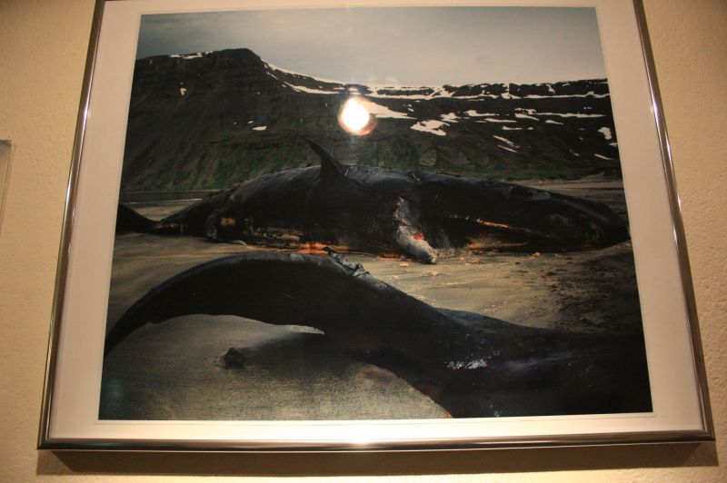 gal/Iceland/Husavik/Husavik_Whale_Museum/Iceland_Husavik_whale_museum29.jpg