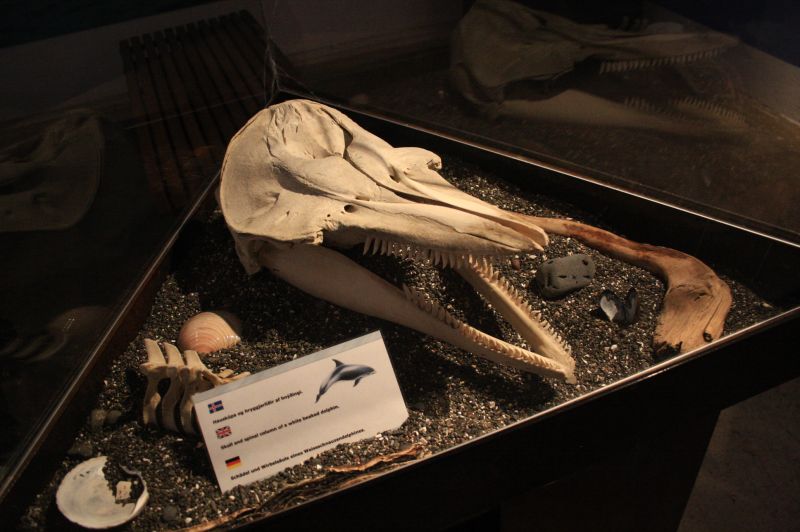 gal/Iceland/Husavik/Husavik_Whale_Museum/Iceland_Husavik_whale_museum31.jpg