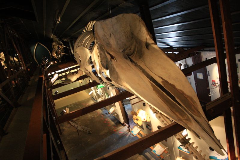 gal/Iceland/Husavik/Husavik_Whale_Museum/Iceland_Husavik_whale_museum32.jpg