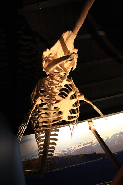gal/Iceland/Husavik/Husavik_Whale_Museum/Iceland_Husavik_whale_museum33.jpg