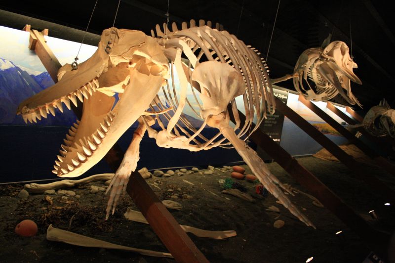 gal/Iceland/Husavik/Husavik_Whale_Museum/Iceland_Husavik_whale_museum36.jpg