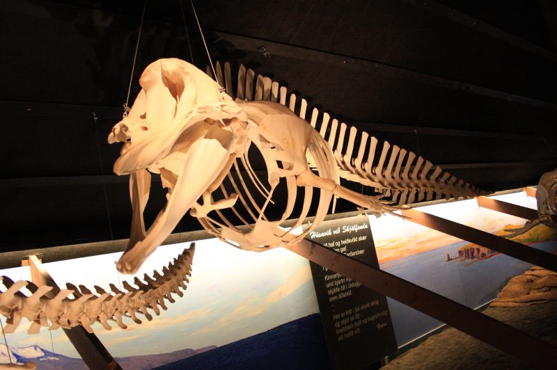 gal/Iceland/Husavik/Husavik_Whale_Museum/Iceland_Husavik_whale_museum37.jpg