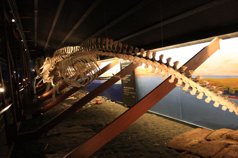 gal/Iceland/Husavik/Husavik_Whale_Museum/Iceland_Husavik_whale_museum40.jpg