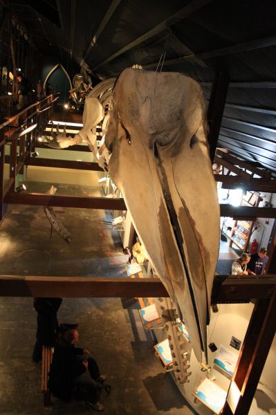 gal/Iceland/Husavik/Husavik_Whale_Museum/Iceland_Husavik_whale_museum43.jpg