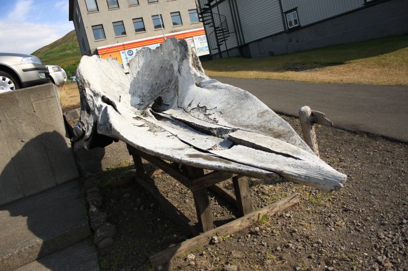 gal/Iceland/Husavik/Husavik_Whale_Museum/Iceland_Husavik_whale_museum50.jpg