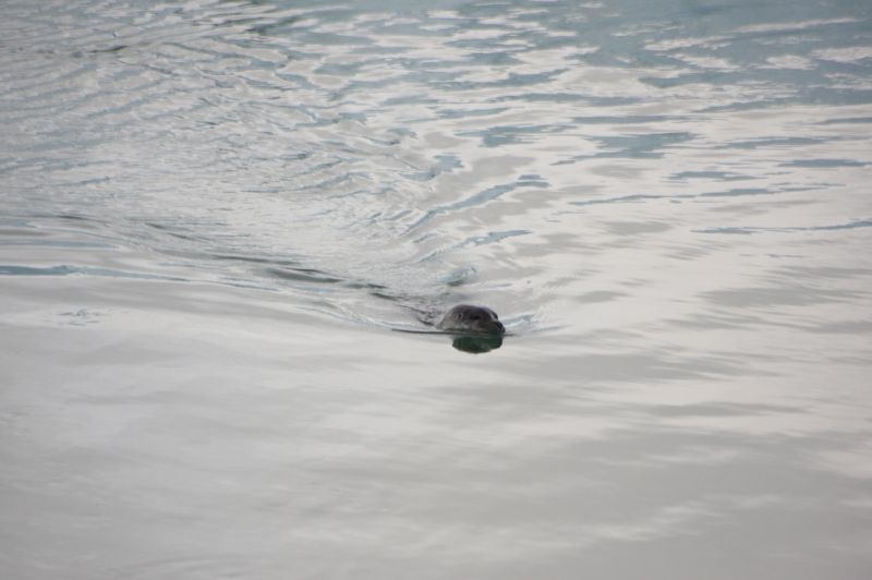 gal/Iceland/Jokulsarlon/Iceland_Jokulsarlon015.jpg