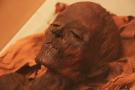 gal/Londres/British_Museum/Egypte_Antique/_thb_British_Museum_Egypt36.jpg
