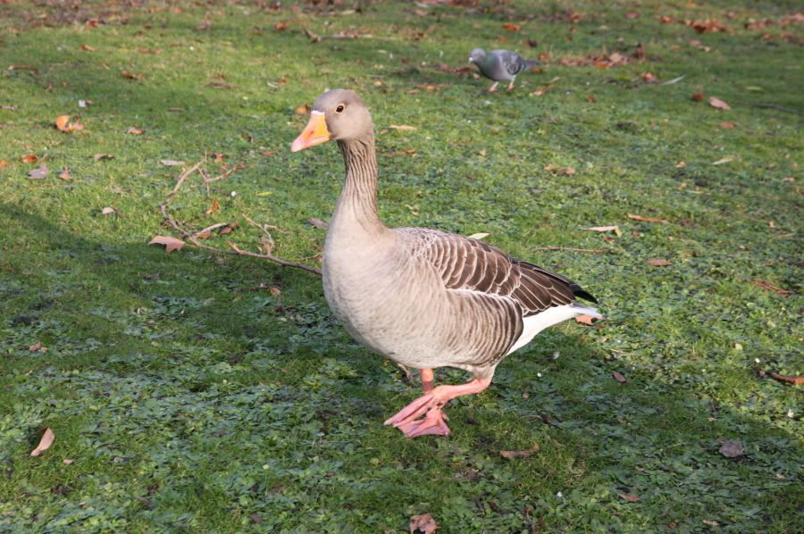 gal/Londres/Buckingham_Palace/IMG_6298.jpg