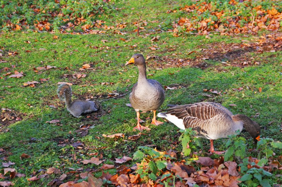 gal/Londres/Buckingham_Palace/IMG_6301.jpg
