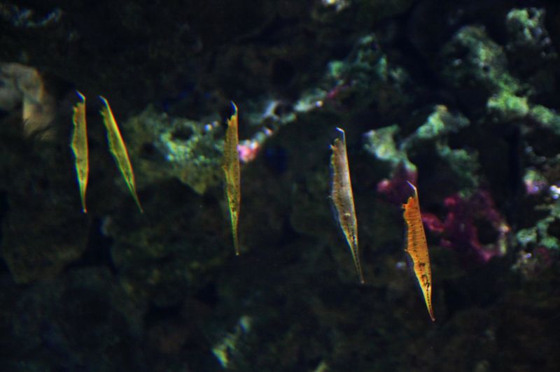 gal/Londres/London_Aquarium/London_Aquarium115.jpg