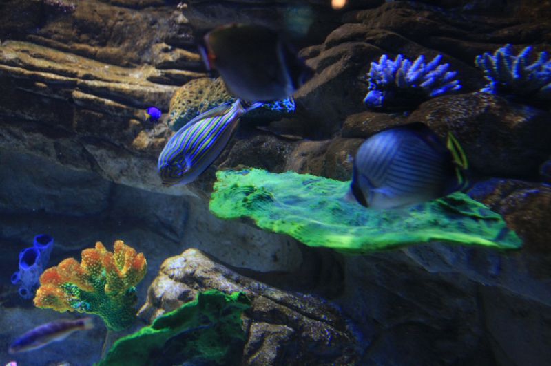 gal/Londres/London_Aquarium/London_Aquarium119.jpg