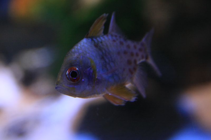 gal/Londres/London_Aquarium/London_Aquarium120.jpg