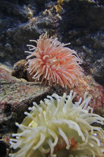 gal/Londres/London_Aquarium/London_Aquarium126.jpg