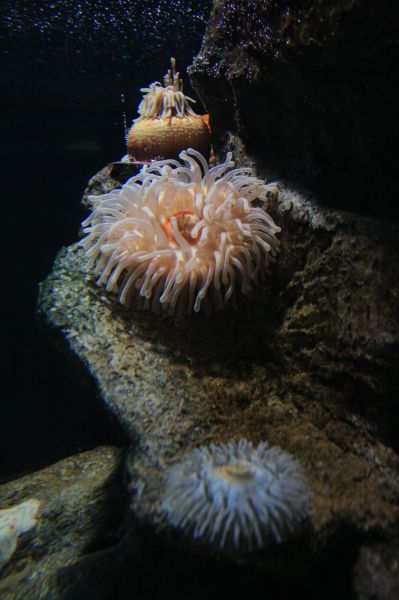 gal/Londres/London_Aquarium/London_Aquarium129.jpg