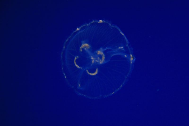 gal/Londres/London_Aquarium/London_Aquarium174.jpg
