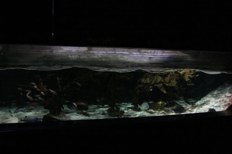 gal/Londres/London_Aquarium/London_Aquarium176.jpg