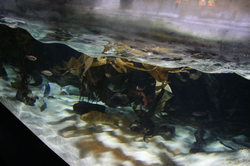 gal/Londres/London_Aquarium/London_Aquarium180.jpg