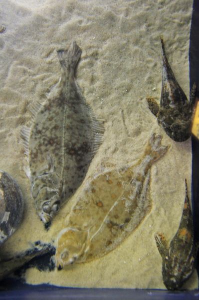 gal/Londres/London_Aquarium/London_Aquarium181.jpg
