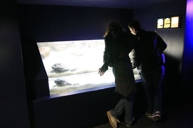 gal/Londres/London_Aquarium/London_Aquarium185.jpg