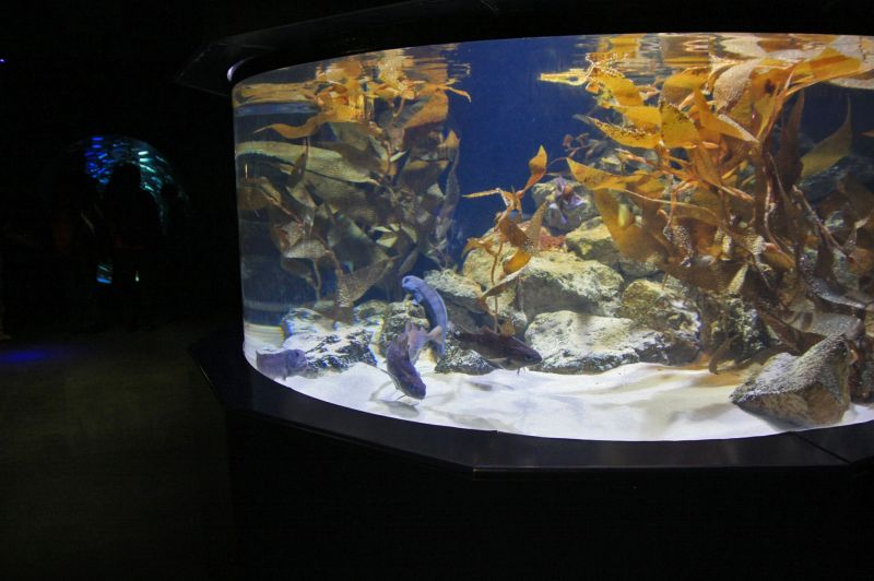 gal/Londres/London_Aquarium/London_Aquarium186.jpg