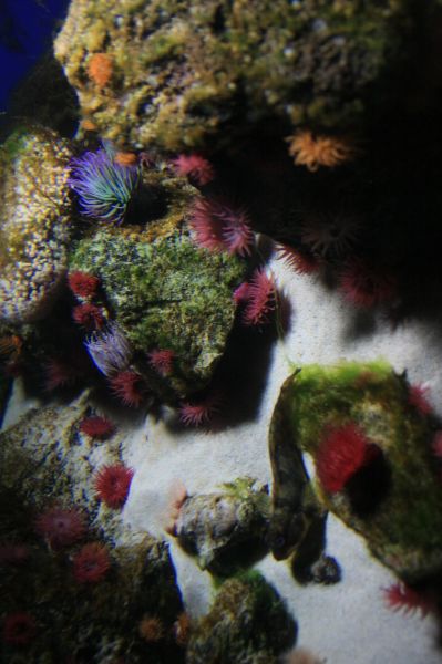gal/Londres/London_Aquarium/London_Aquarium190.jpg