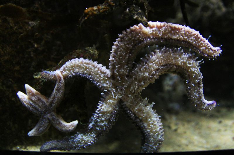 gal/Londres/London_Aquarium/London_Aquarium192.jpg