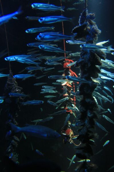 gal/Londres/London_Aquarium/London_Aquarium199.jpg