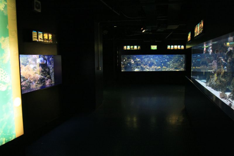 gal/Londres/London_Aquarium/London_Aquarium252.jpg