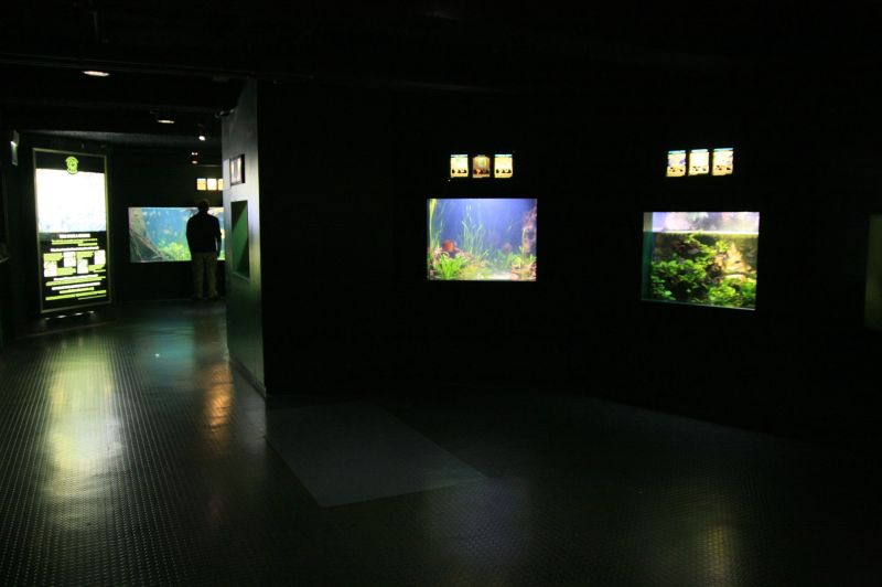 gal/Londres/London_Aquarium/London_Aquarium276.jpg