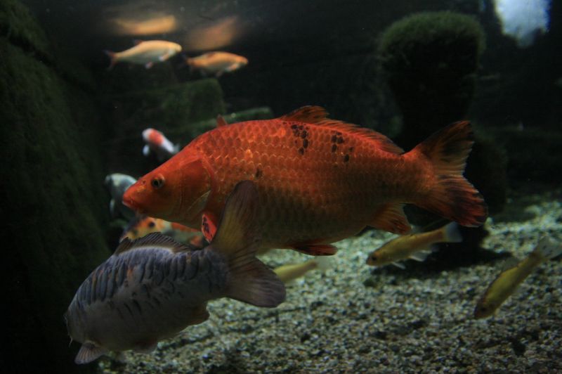 gal/Londres/London_Aquarium/London_Aquarium78.jpg