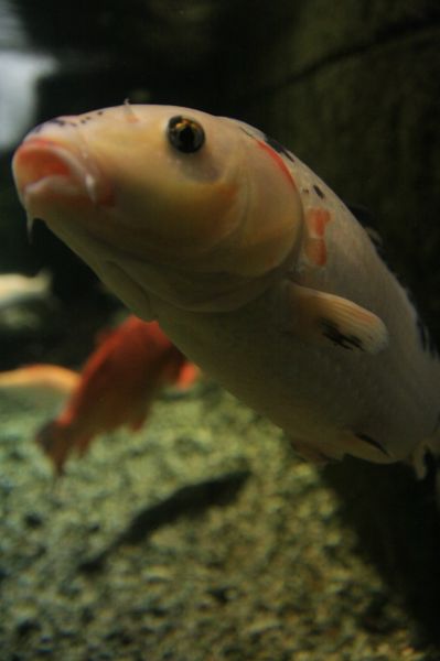 gal/Londres/London_Aquarium/London_Aquarium84.jpg