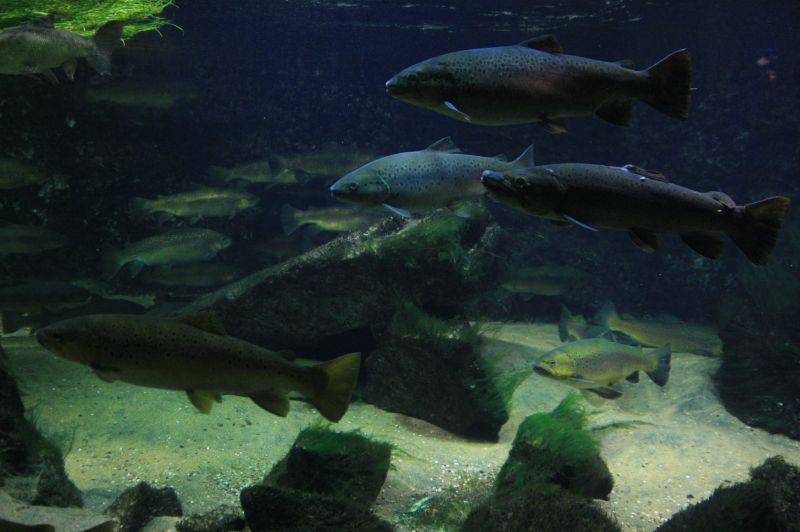 gal/Londres/London_Aquarium/London_Aquarium87.jpg