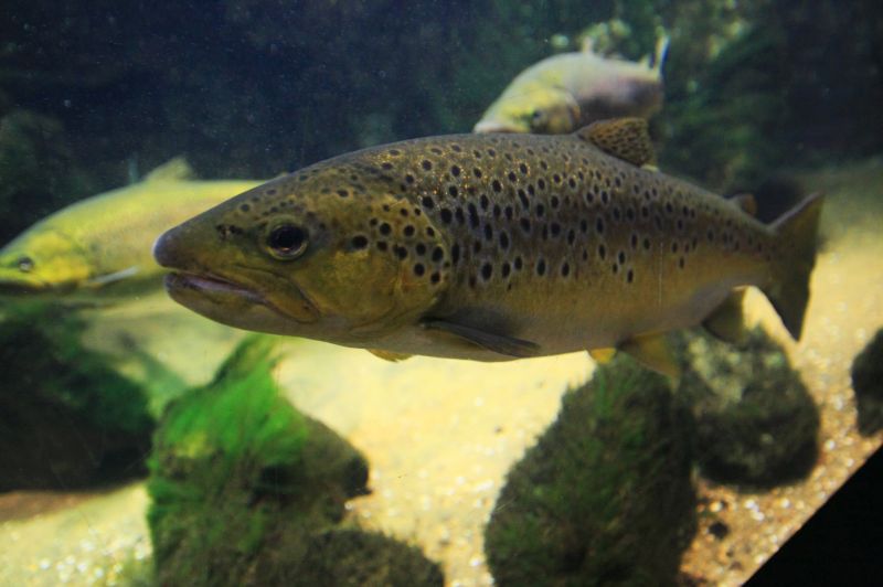 gal/Londres/London_Aquarium/London_Aquarium90.jpg