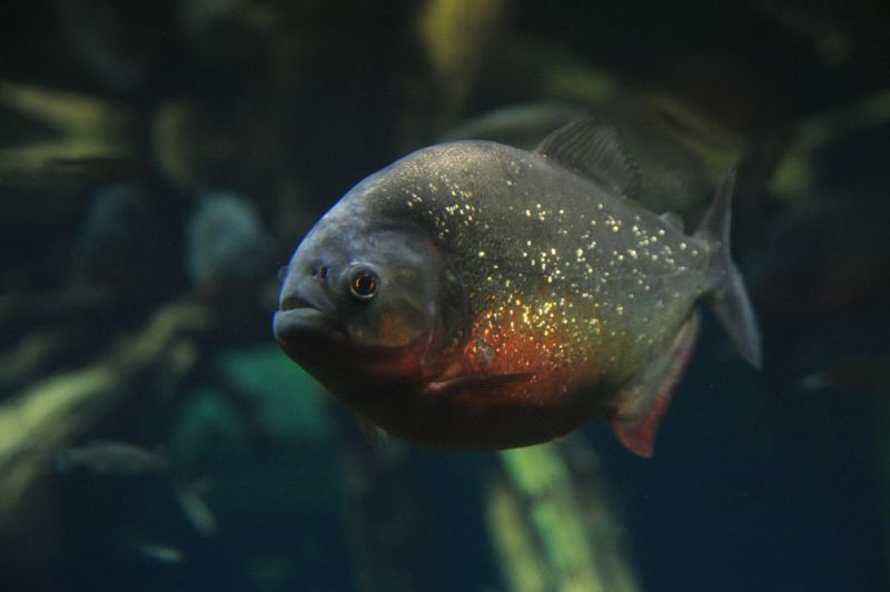 gal/Londres/London_Aquarium/Mangrove_et_Foret_Tropicale/London_Aquarium281.jpg