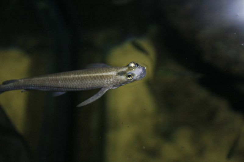 gal/Londres/London_Aquarium/Mangrove_et_Foret_Tropicale/London_Aquarium288.jpg