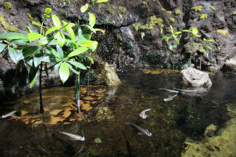 gal/Londres/London_Aquarium/Mangrove_et_Foret_Tropicale/London_Aquarium290.jpg