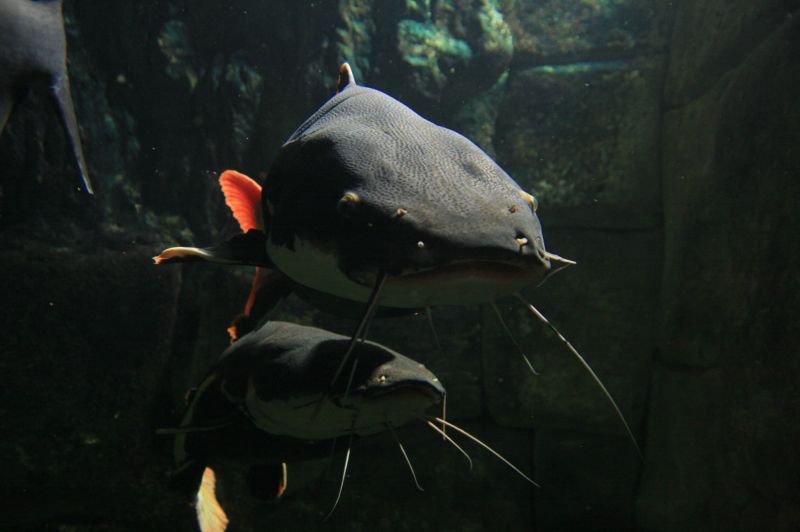 gal/Londres/London_Aquarium/Mangrove_et_Foret_Tropicale/London_Aquarium295.jpg