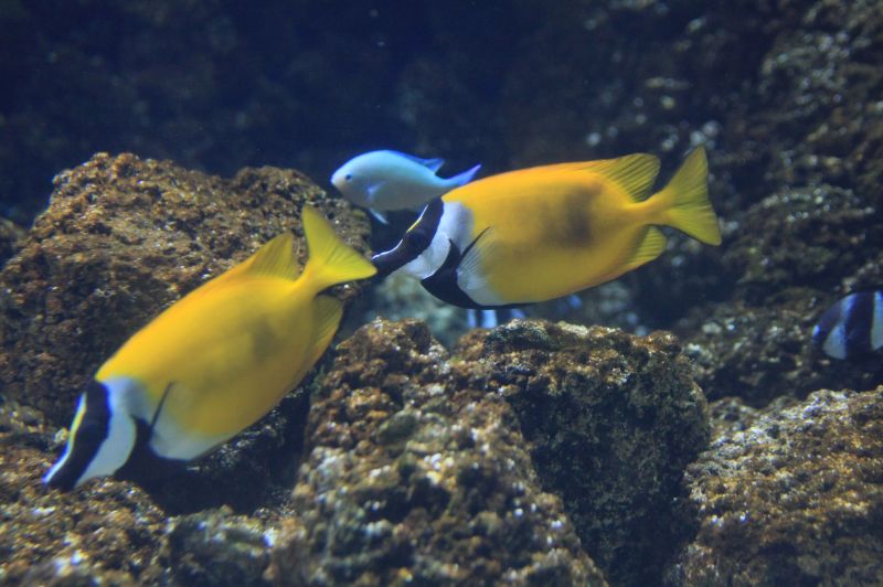 gal/Londres/London_Aquarium/Mers_Tropicales/London_Aquarium225.jpg