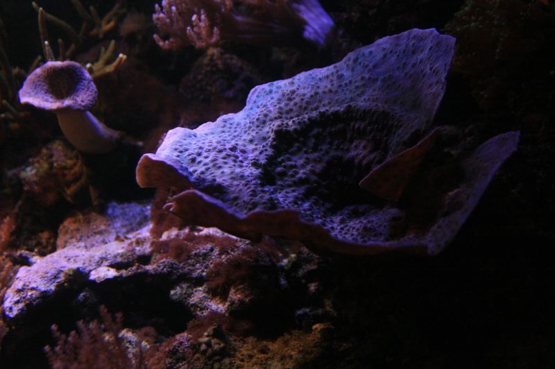 gal/Londres/London_Aquarium/Mers_Tropicales/London_Aquarium230.jpg