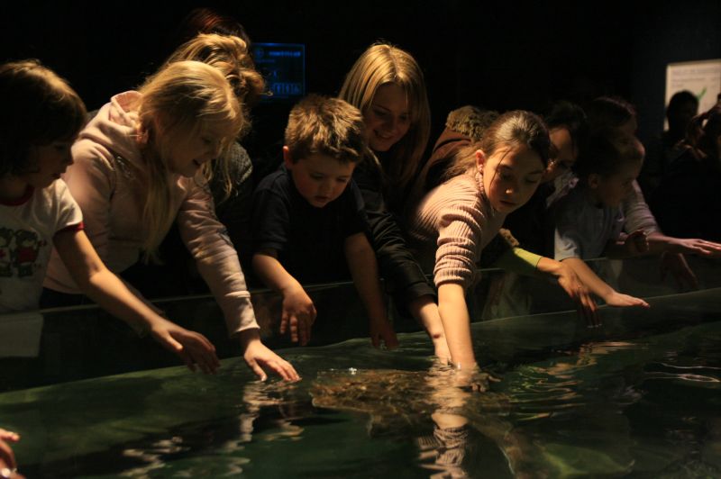 gal/Londres/London_Aquarium/Raies/London_Aquarium162.jpg