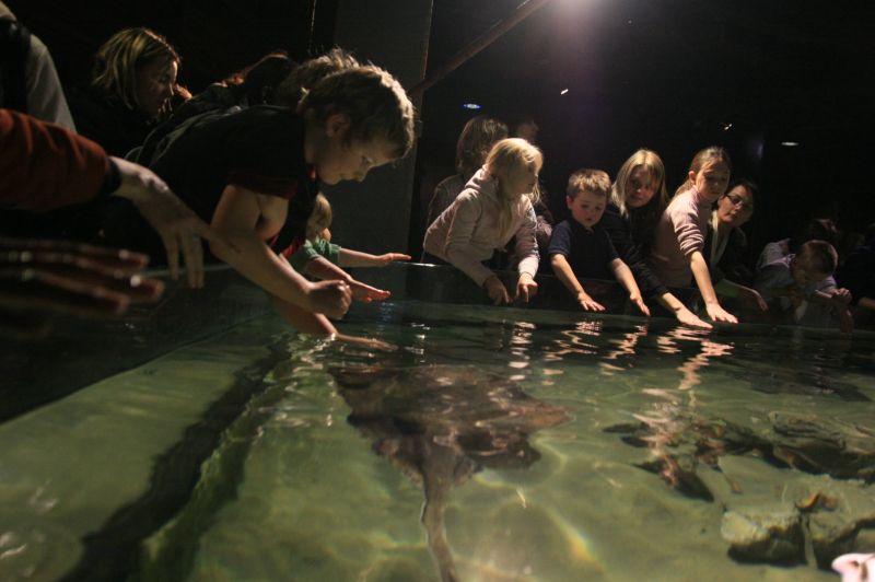 gal/Londres/London_Aquarium/Raies/London_Aquarium165.jpg